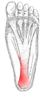 plantar fascia